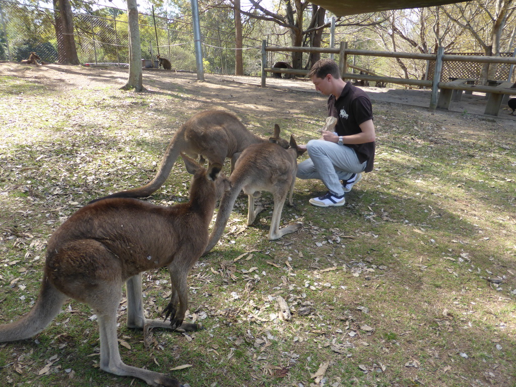 Tim feeding Kangaroos at the Lone Pine Koala Sanctuary