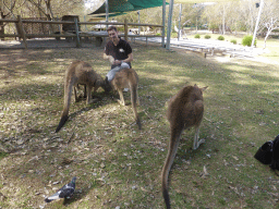 Tim feeding Kangaroos at the Lone Pine Koala Sanctuary