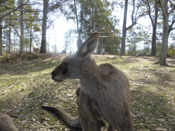 Kangaroo at the Lone Pine Koala Sanctuary