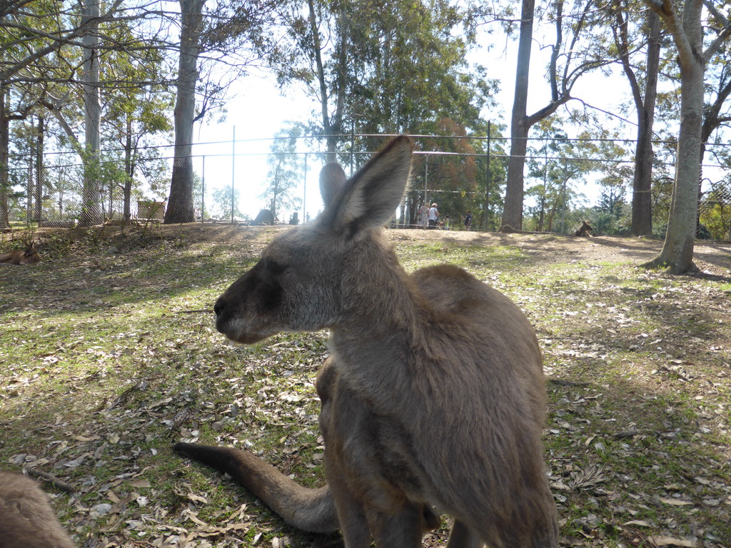 Kangaroo at the Lone Pine Koala Sanctuary