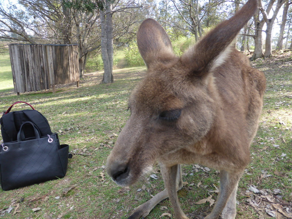 Kangaroo at the Lone Pine Koala Sanctuary