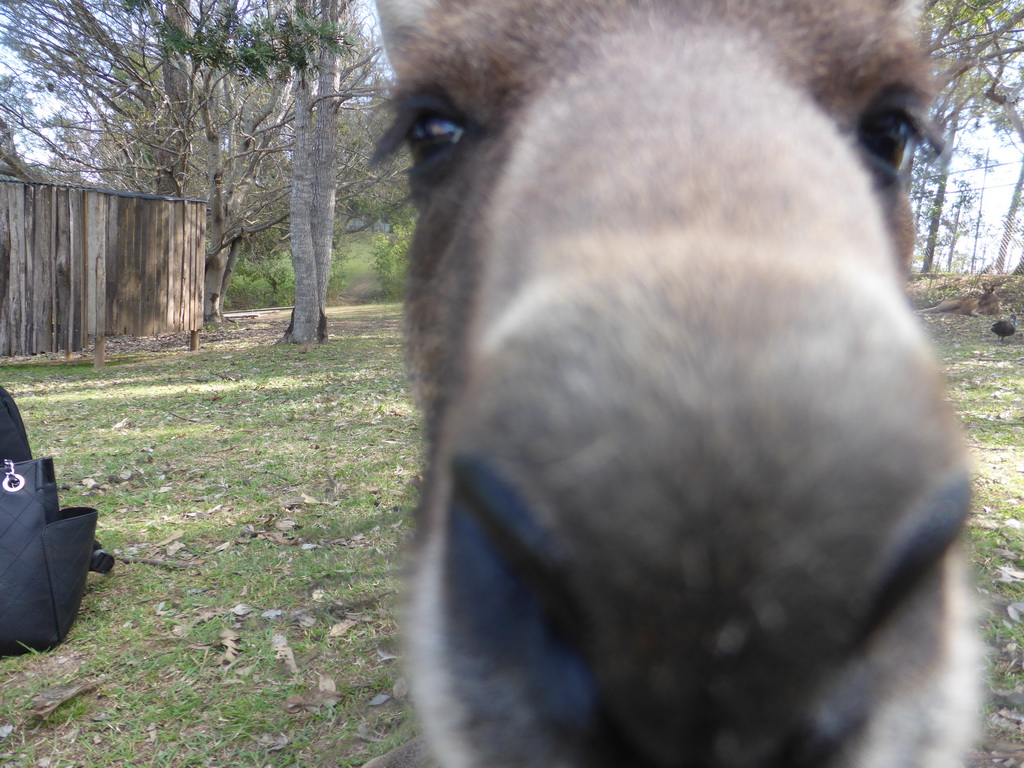 Kangaroo at the Lone Pine Koala Sanctuary