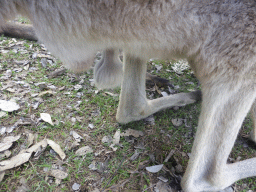 Kangaroo at the Lone Pine Koala Sanctuary