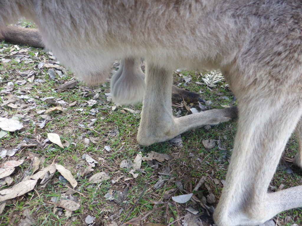 Kangaroo at the Lone Pine Koala Sanctuary