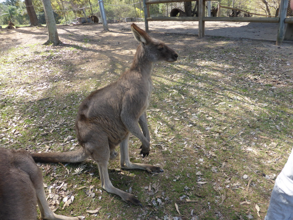 Kangaroos at the Lone Pine Koala Sanctuary