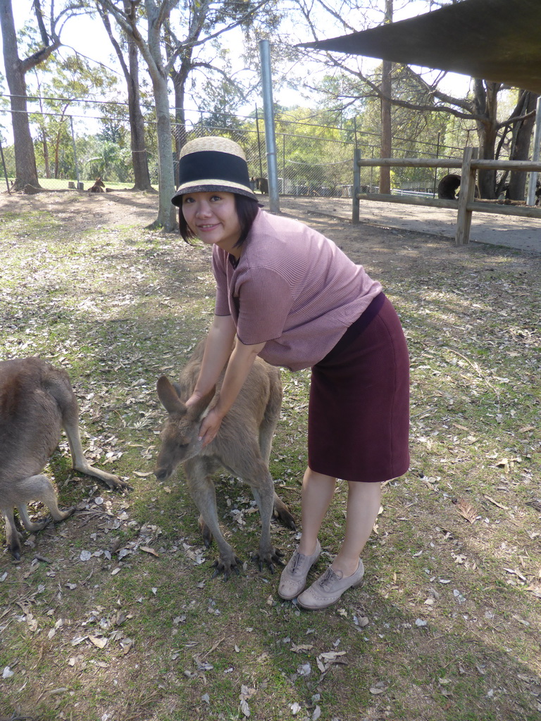 Miaomiao with Kangaroos at the Lone Pine Koala Sanctuary