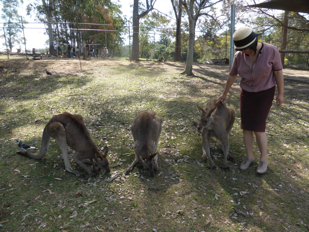 Miaomiao with Kangaroos at the Lone Pine Koala Sanctuary