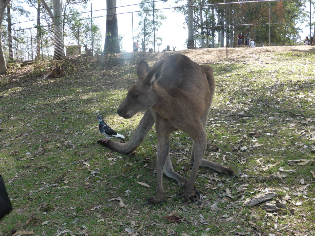 Kangaroo at the Lone Pine Koala Sanctuary