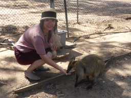 Miaomiao feeding a Wallaby at the Lone Pine Koala Sanctuary