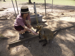 Miaomiao feeding a Wallaby at the Lone Pine Koala Sanctuary