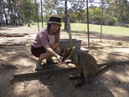 Miaomiao feeding a Wallaby at the Lone Pine Koala Sanctuary