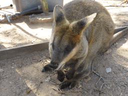 Wallaby at the Lone Pine Koala Sanctuary