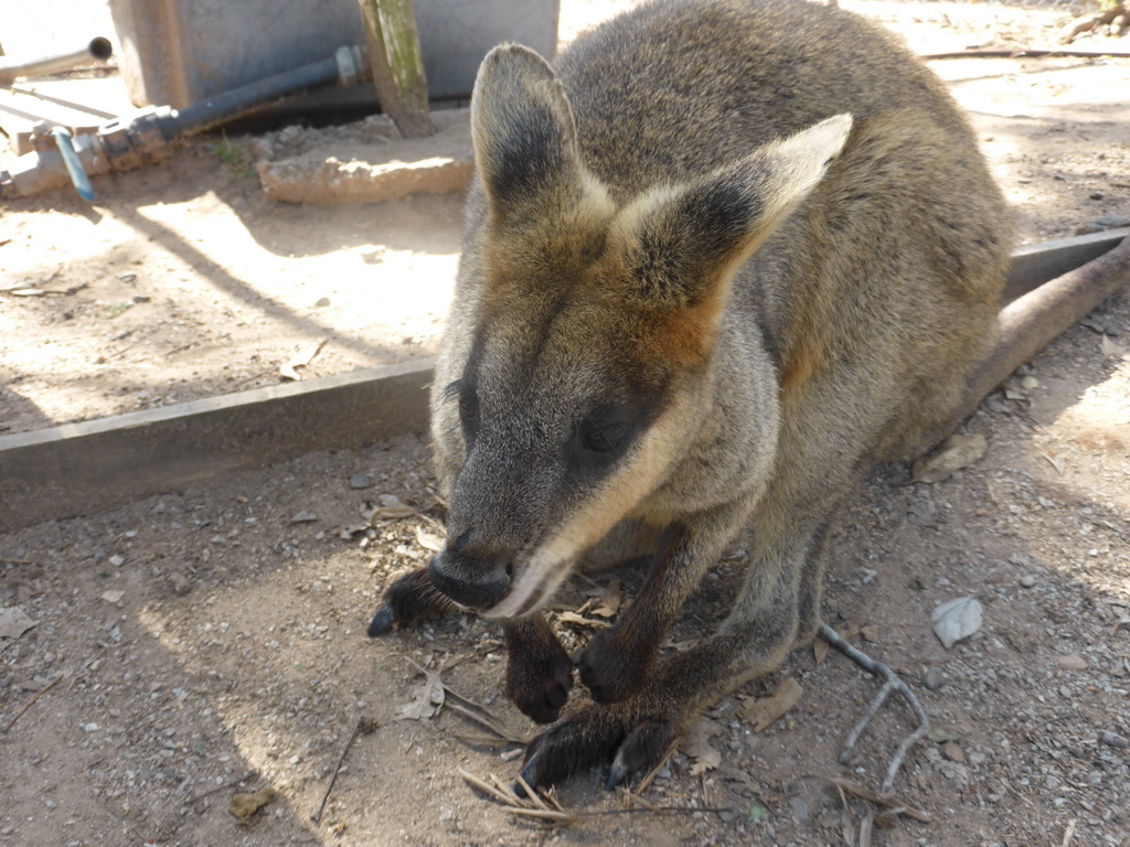 Wallaby at the Lone Pine Koala Sanctuary