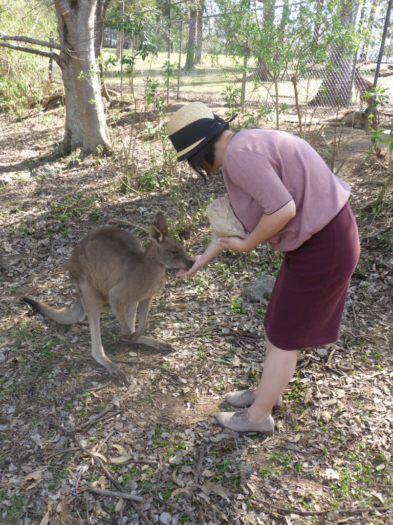 Miaomiao feeding a Kangaroo at the Lone Pine Koala Sanctuary