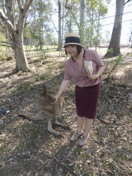 Miaomiao feeding a Kangaroo at the Lone Pine Koala Sanctuary
