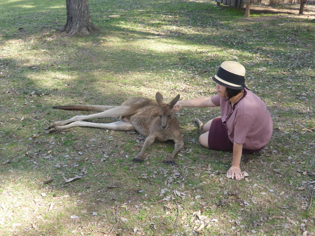 Miaomiao with a Kangaroo at the Lone Pine Koala Sanctuary