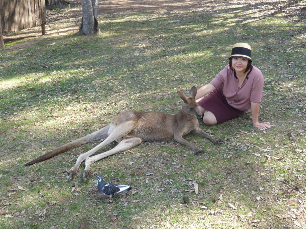 Miaomiao with a Kangaroo at the Lone Pine Koala Sanctuary