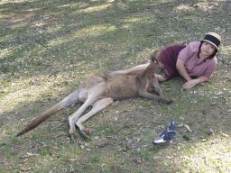 Miaomiao with a Kangaroo at the Lone Pine Koala Sanctuary