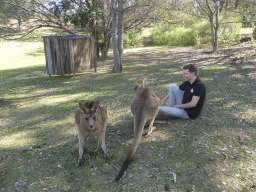 Tim with Kangaroos at the Lone Pine Koala Sanctuary