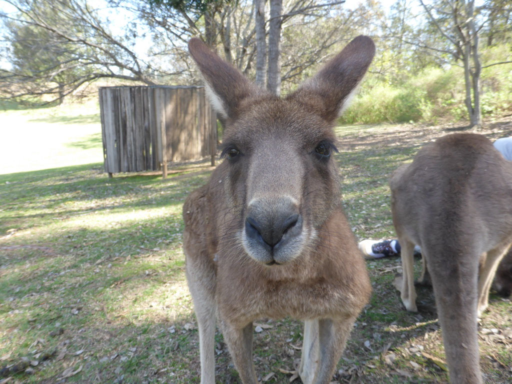 Kangaroos at the Lone Pine Koala Sanctuary