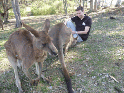 Tim with Kangaroos at the Lone Pine Koala Sanctuary