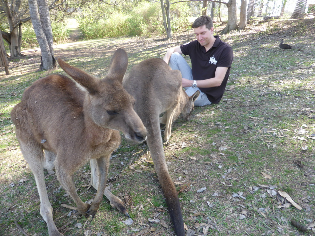 Tim with Kangaroos at the Lone Pine Koala Sanctuary
