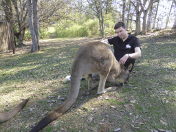 Tim with a Kangaroo at the Lone Pine Koala Sanctuary