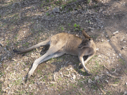 Kangaroo at the Lone Pine Koala Sanctuary