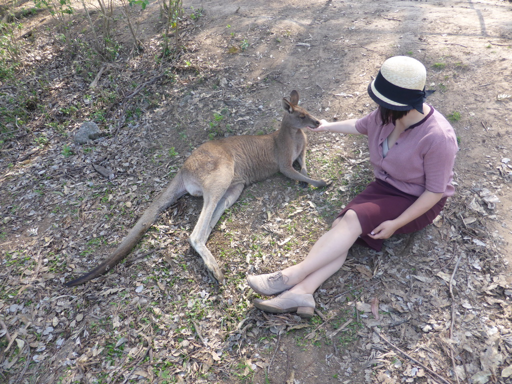 Miaomiao with a Kangaroo at the Lone Pine Koala Sanctuary