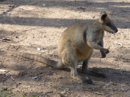 Wallaby at the Lone Pine Koala Sanctuary