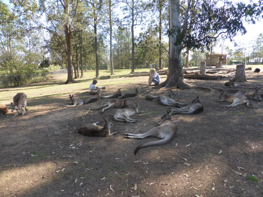 Kangaroos at the Lone Pine Koala Sanctuary