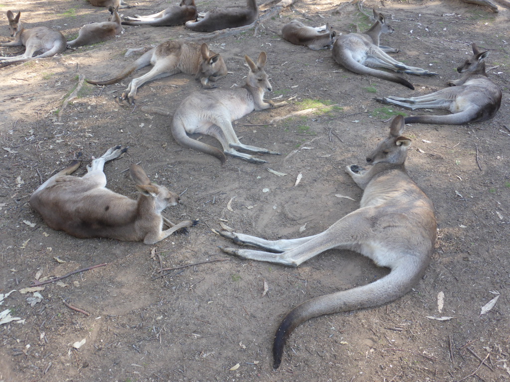 Kangaroos at the Lone Pine Koala Sanctuary