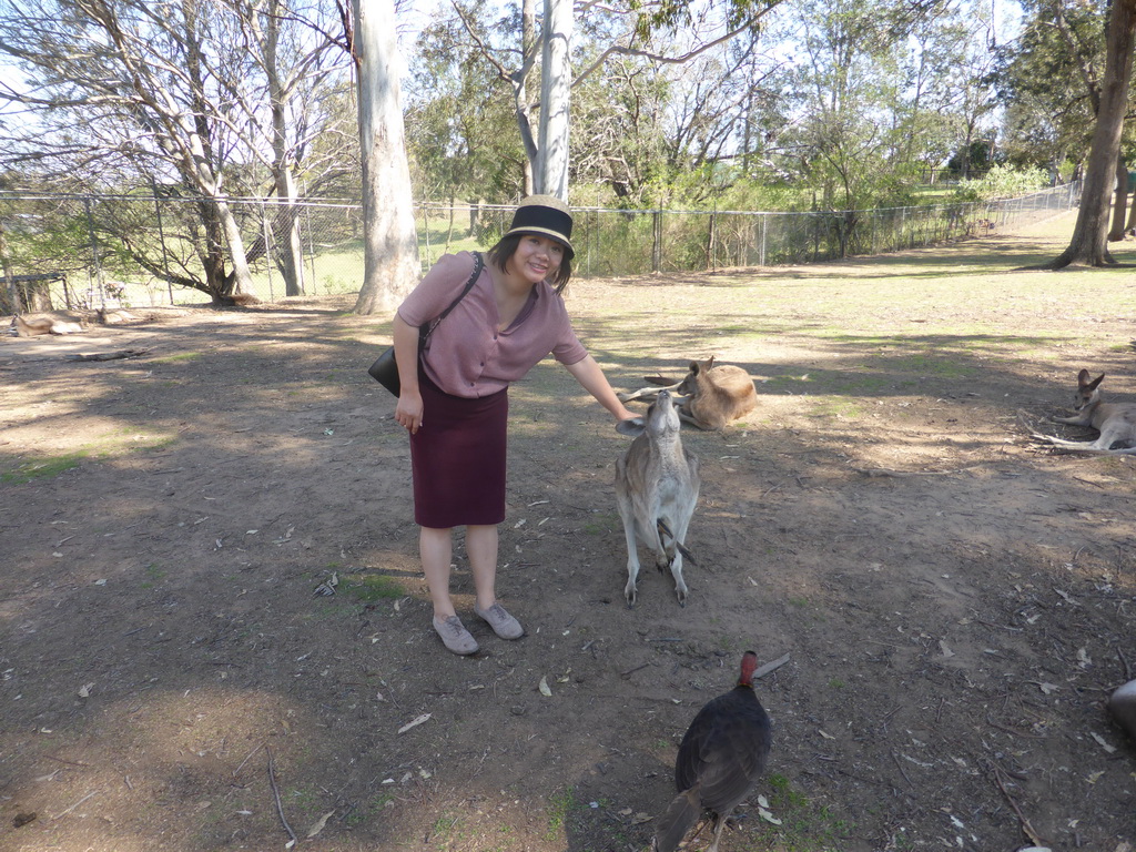 Miaomiao with a Kangaroo with a Joey at the Lone Pine Koala Sanctuary
