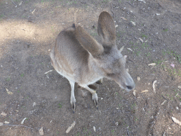 Kangaroo with a Joey at the Lone Pine Koala Sanctuary