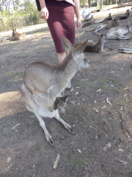 Miaomiao with a Kangaroo with a Joey at the Lone Pine Koala Sanctuary