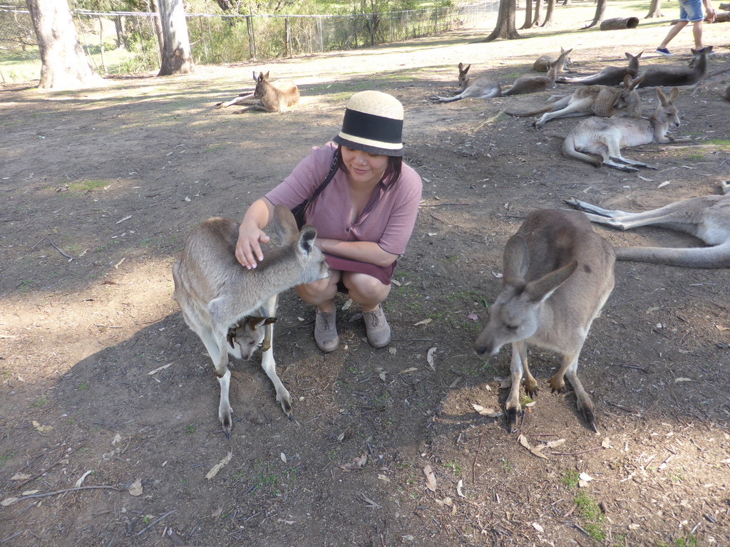 Miaomiao with a Kangaroo with a Joey at the Lone Pine Koala Sanctuary