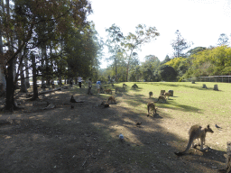Kangaroos at the Lone Pine Koala Sanctuary