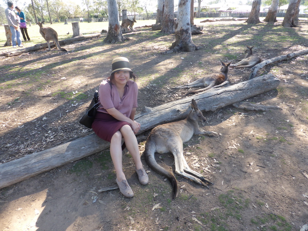 Miaomiao with Kangaroos at the Lone Pine Koala Sanctuary