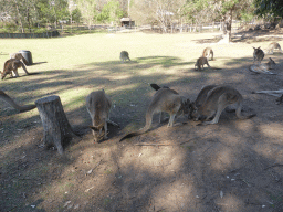 Kangaroos at the Lone Pine Koala Sanctuary