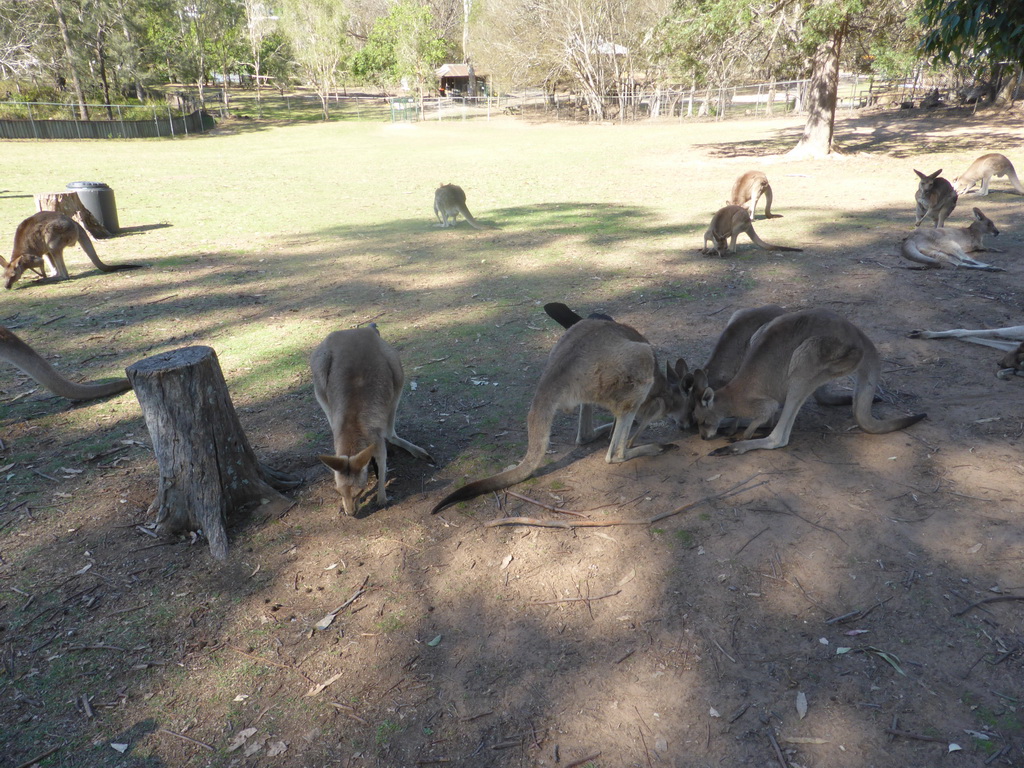 Kangaroos at the Lone Pine Koala Sanctuary