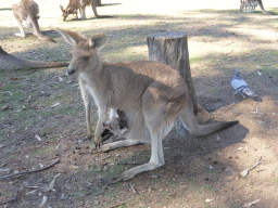Kangaroo with a Joey at the Lone Pine Koala Sanctuary
