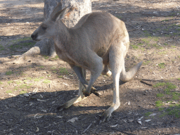 Kangaroo at the Lone Pine Koala Sanctuary