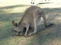 Kangaroo with a Joey at the Lone Pine Koala Sanctuary