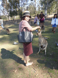 Miaomiao with a Kangaroo with a Joey at the Lone Pine Koala Sanctuary