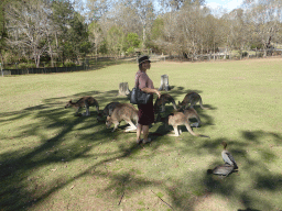 Miaomiao with Kangaroos at the Lone Pine Koala Sanctuary