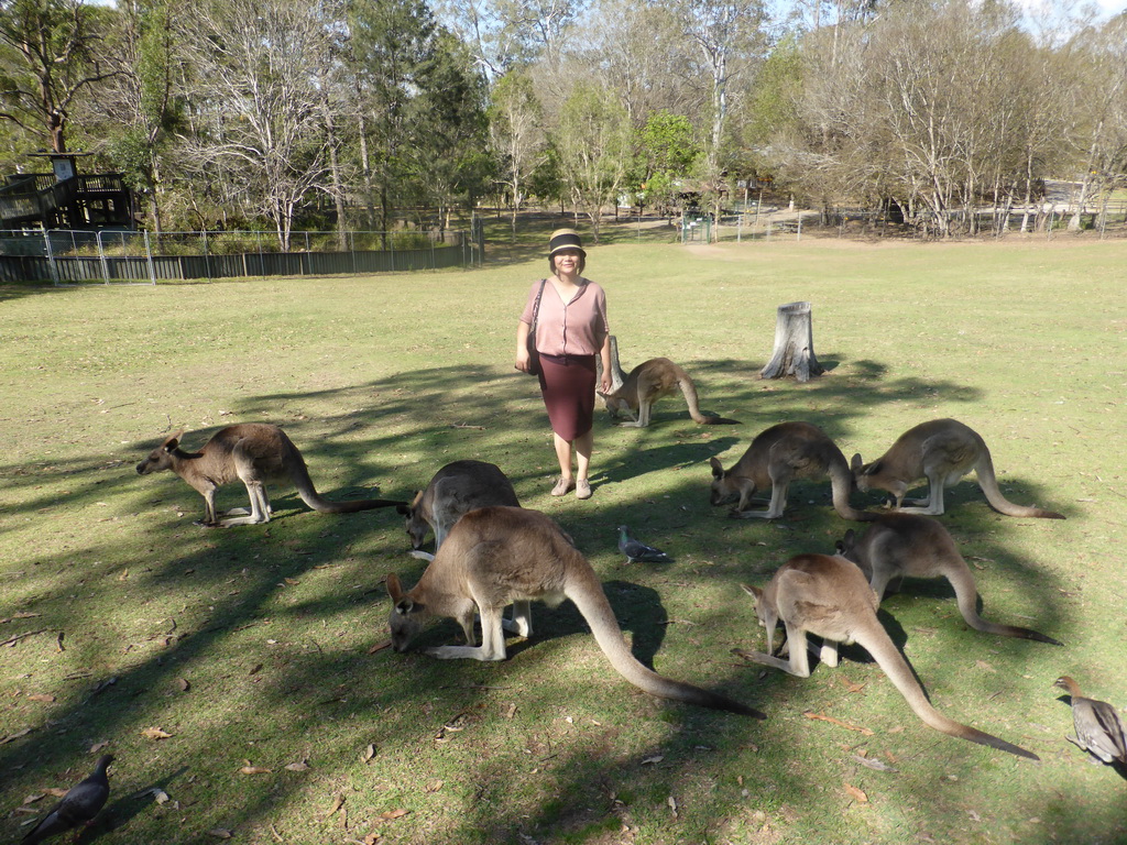 Miaomiao with Kangaroos at the Lone Pine Koala Sanctuary