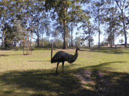 Emu at the Lone Pine Koala Sanctuary