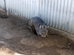 Wombat at the Lone Pine Koala Sanctuary