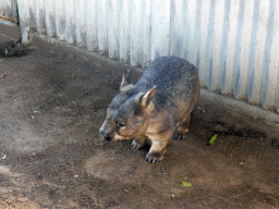 Wombat at the Lone Pine Koala Sanctuary