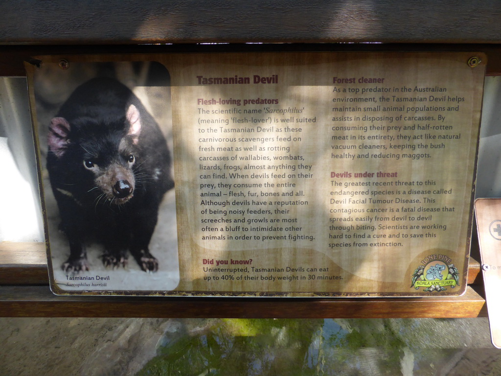 Information on the Tasmanian Devil at the Lone Pine Koala Sanctuary